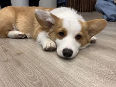 -浣熊柯尔鸭土拨鼠·电玩咖