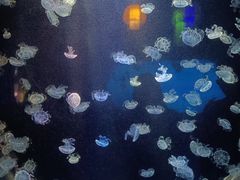 -太平洋海底世界