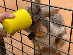 -费瑟代尔野生动物园