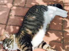 -海边的猫和咖啡馆