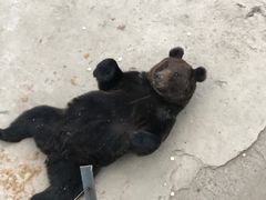 -哈尔滨北方森林动物园