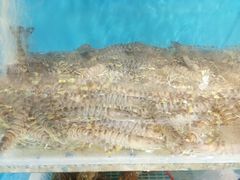 -必点蒸汽海鲜(止锚湾店)