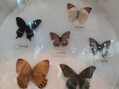 -大亚湾红树林城市湿地公园