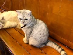 -李小姐の猫咖啡馆(五角场店)