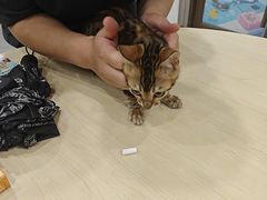 -瑞鹏宠物医院·骨科·猫科·内科(第一中心)
