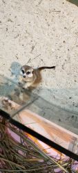 -Moni星球萌宠·小马宝莉·灵蛇·高端高阶全萌宠互动体验俱乐部(红豆国际广场店)