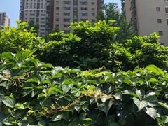 -三元梅园(劲松店)