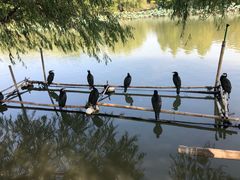 -长兴太湖图影湿地文化园