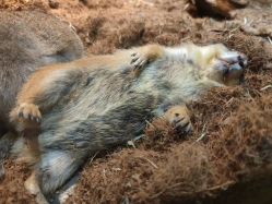 -Zoolung Zoolung动物主题公园(海信广场店)