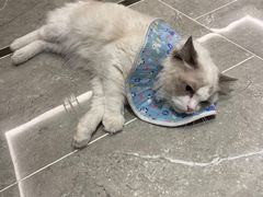 -宠爱国际动物医院· 猫科· 外科·中兽医(长白店)