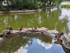 -莲花池公园