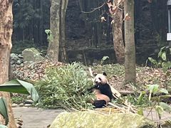 -都江堰中华大熊猫苑