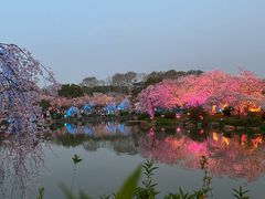 -东湖磨山景区樱花园-停车场
