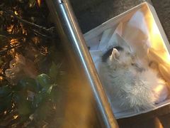 -顺强宠物诊所·狂犬免疫·夜诊·骨科(嘉定店)