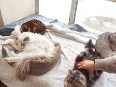 -李小姐の猫咖啡馆(五角场店)