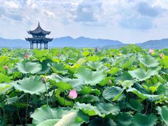 -杭州君悦酒店·青莳