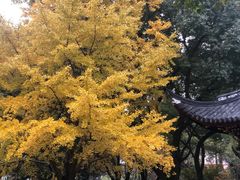 -秋霞圃