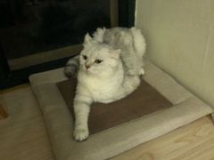 -Meowの猫咖(万家丽店)