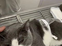 -子乐宠物医院