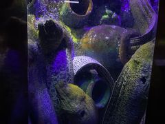 -太平洋海底世界