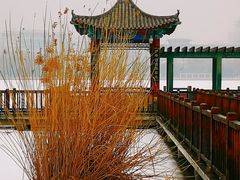 -莲花池公园