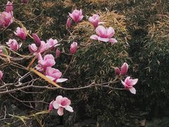 -杨柳青古镇