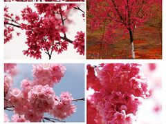 -天适樱花悠乐园