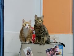 -赏点粤式点心(广州塔店)