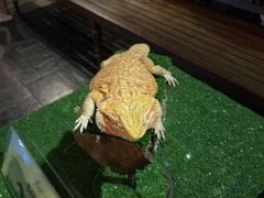 -清迈夜间动物园