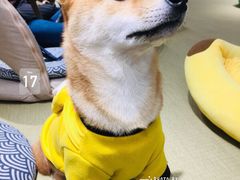 -逗柴咖啡屋·狗咖猫咖宠物桌游