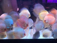 -中环花鸟鱼虫市场