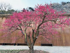 -上海辰山植物园