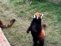 -泉州海丝野生动物世界