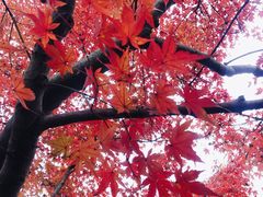 -西湖外事游船(花港观鱼码头)