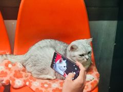 -猫咪博物馆(顶澳仔猫街店)