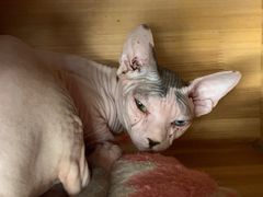 -more than meow吴止猫主题餐厅(承德 中船汇店)