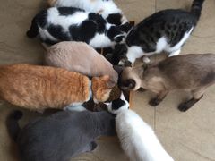 -猫咖时代(中山亭店)