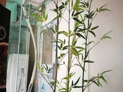 -厝内小眷村(天河南一路店)