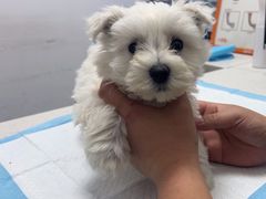-瑞派雷欧宠物医院·中兽医·眼科·急重症转诊中心(黄台店)