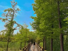 -溱湖国家湿地公园