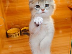 -猫十亿·布偶金渐层·曼基康矮脚猫舍(青年路店)