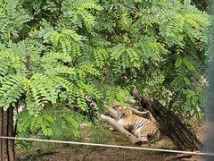 -大连森林动物园