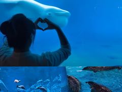 -海合安成都极地海洋公园