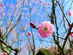 -花开海上生态园