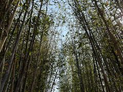 -海心沙亚运公园