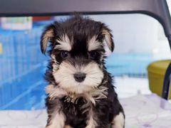 -翊宠yipet猫狗购宠庄园犬舍•猫舍