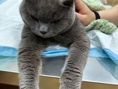 -瑞派名望24h动物医院异宠专科·猫专科·骨科·重症监护分院