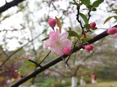 -杭州植物园