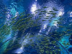-上海海昌海洋公园
