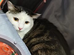 -糯米喵星人总部直营旗舰店·猫舍·幼猫出售